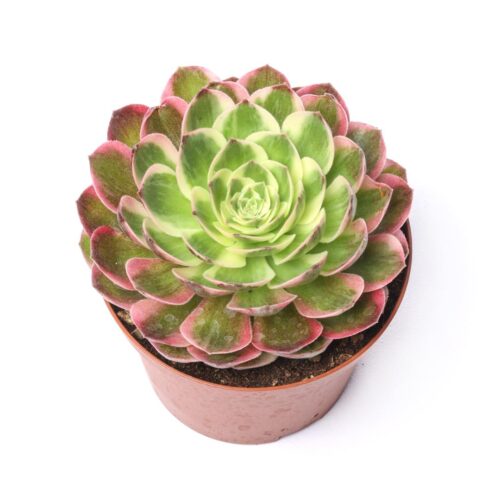 Aeonium Sea King variegato Ø 10,5 cm