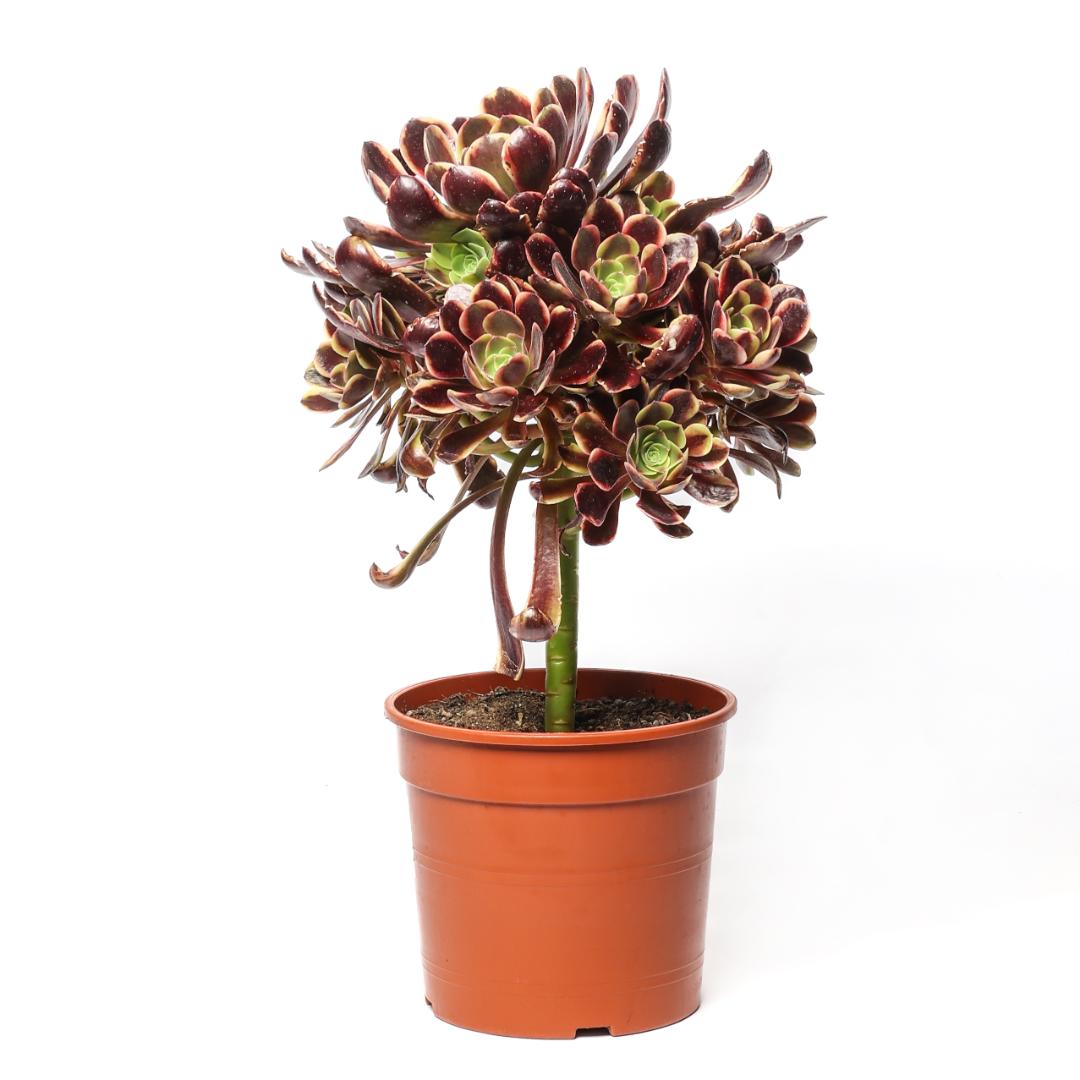 Aeonium Super Bang variegato Ø 17 cm