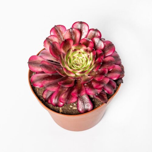 Aeonium Wu Tianji Ø 14 cm