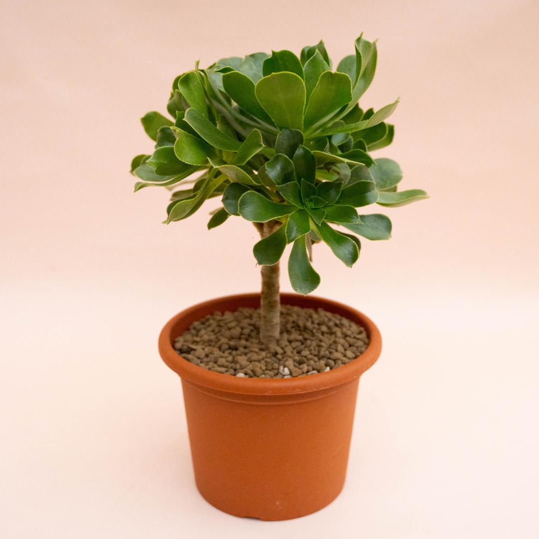 Aeonium X Ciliatum Ø 18 cm