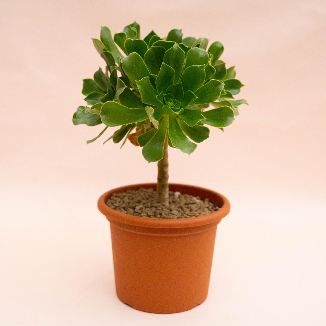 Aeonium X Ciliatum Ø 18 cm