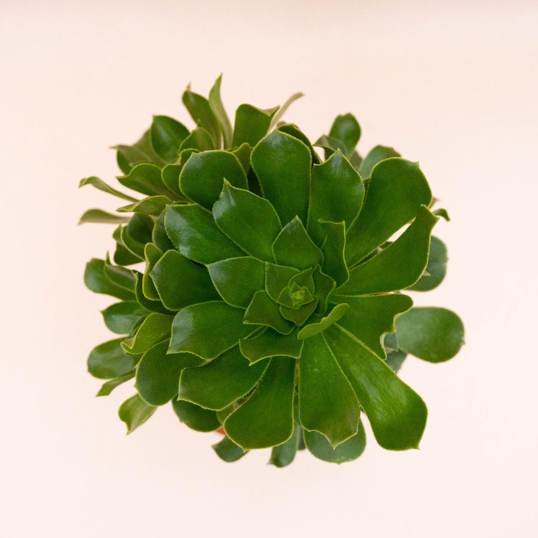Aeonium X Ciliatum Ø 18 cm