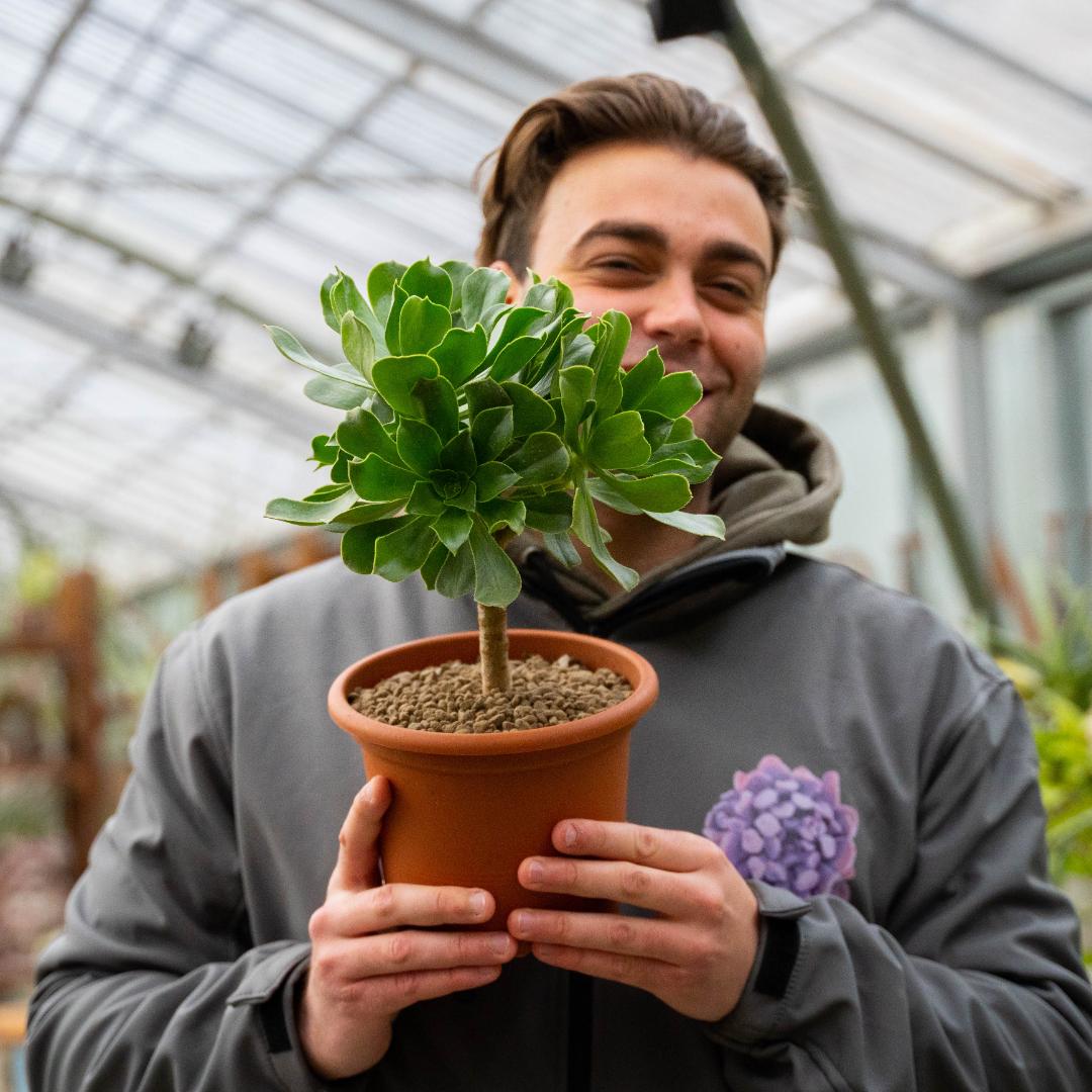 Aeonium X Ciliatum Ø 18 cm