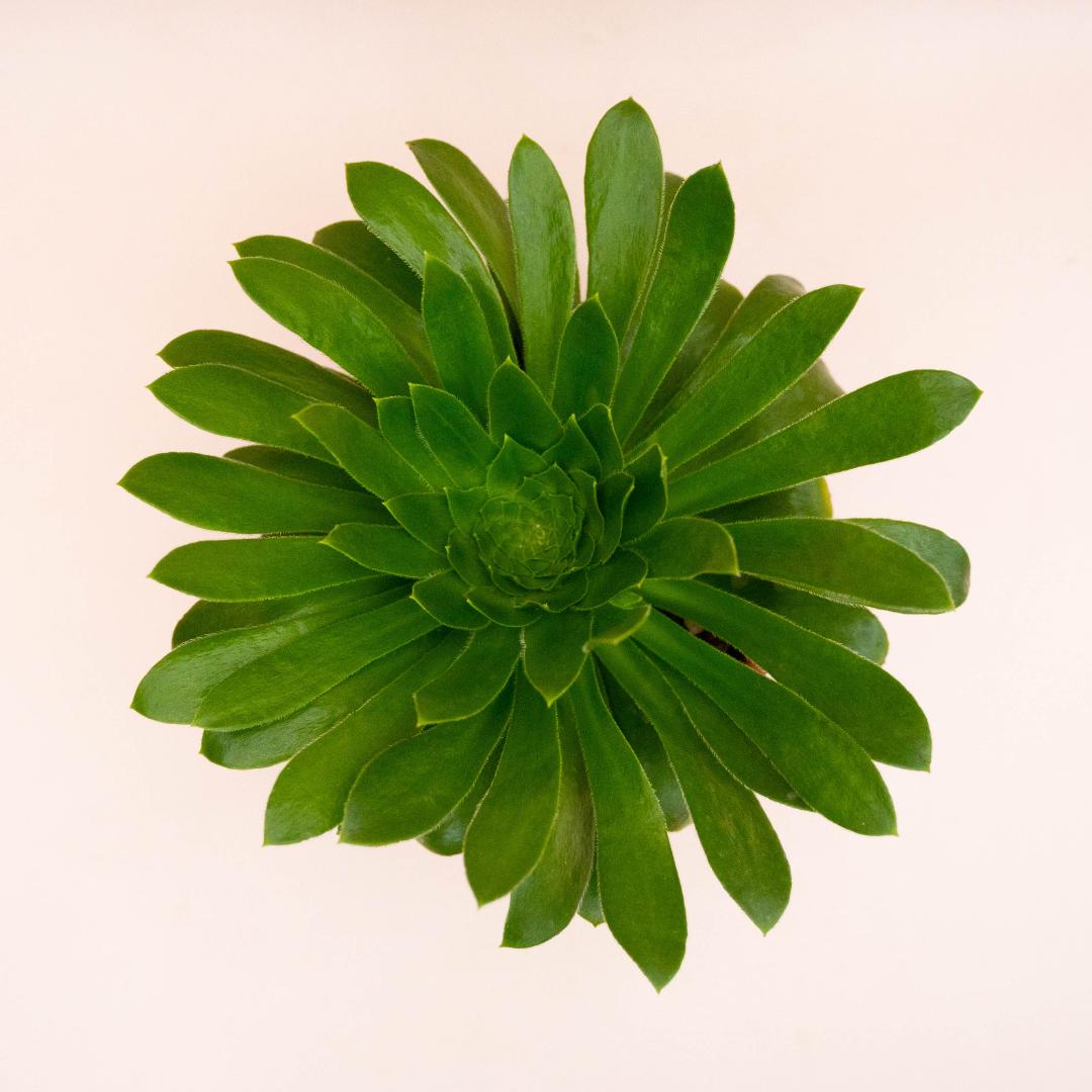 Aeonium X Sventenii Ø 18 cm