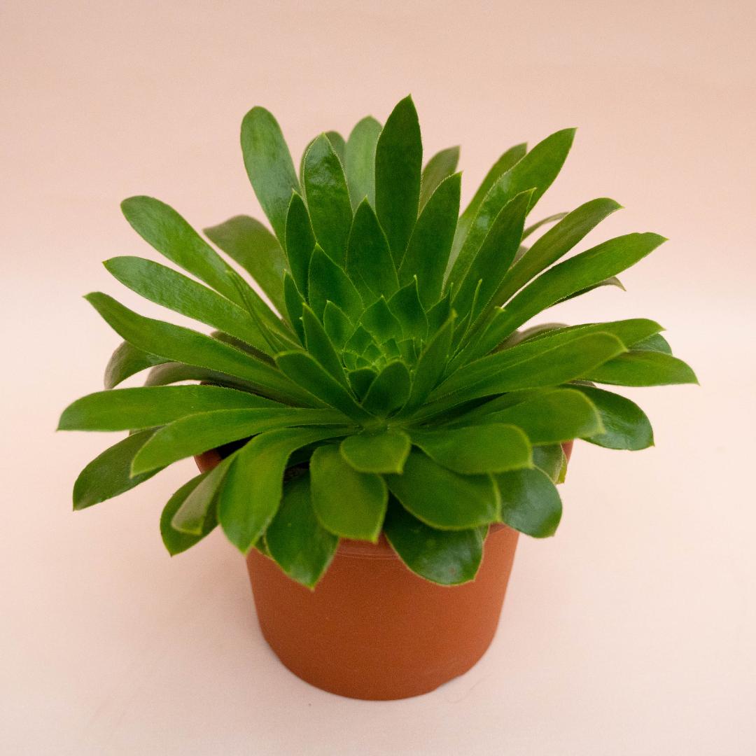 Aeonium X Sventenii Ø 18 cm