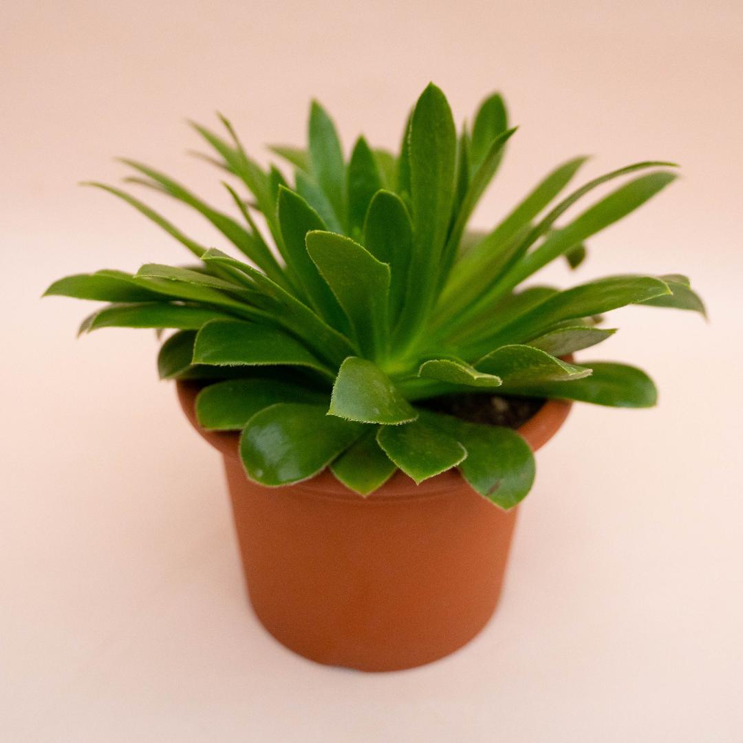 Aeonium X Sventenii Ø 18 cm