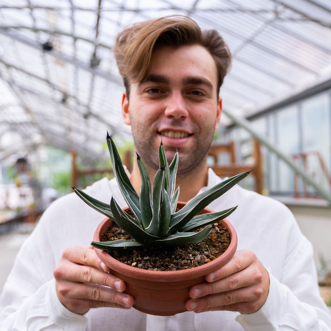 Agave ferdinandi-regis Ø 20 cm cod.1331