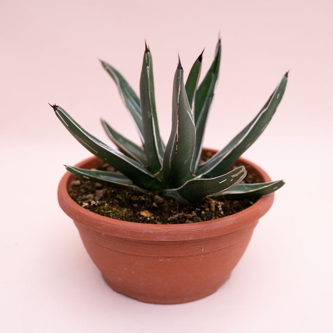 Agave ferdinandi-regis Ø 20 cm cod.1331