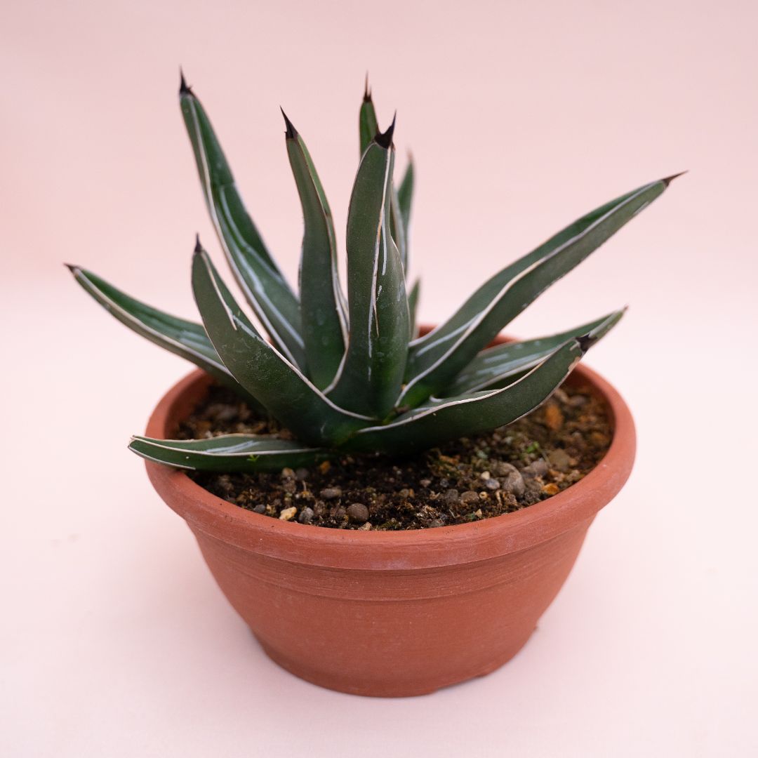 Agave ferdinandi-regis Ø 20 cm cod.1331