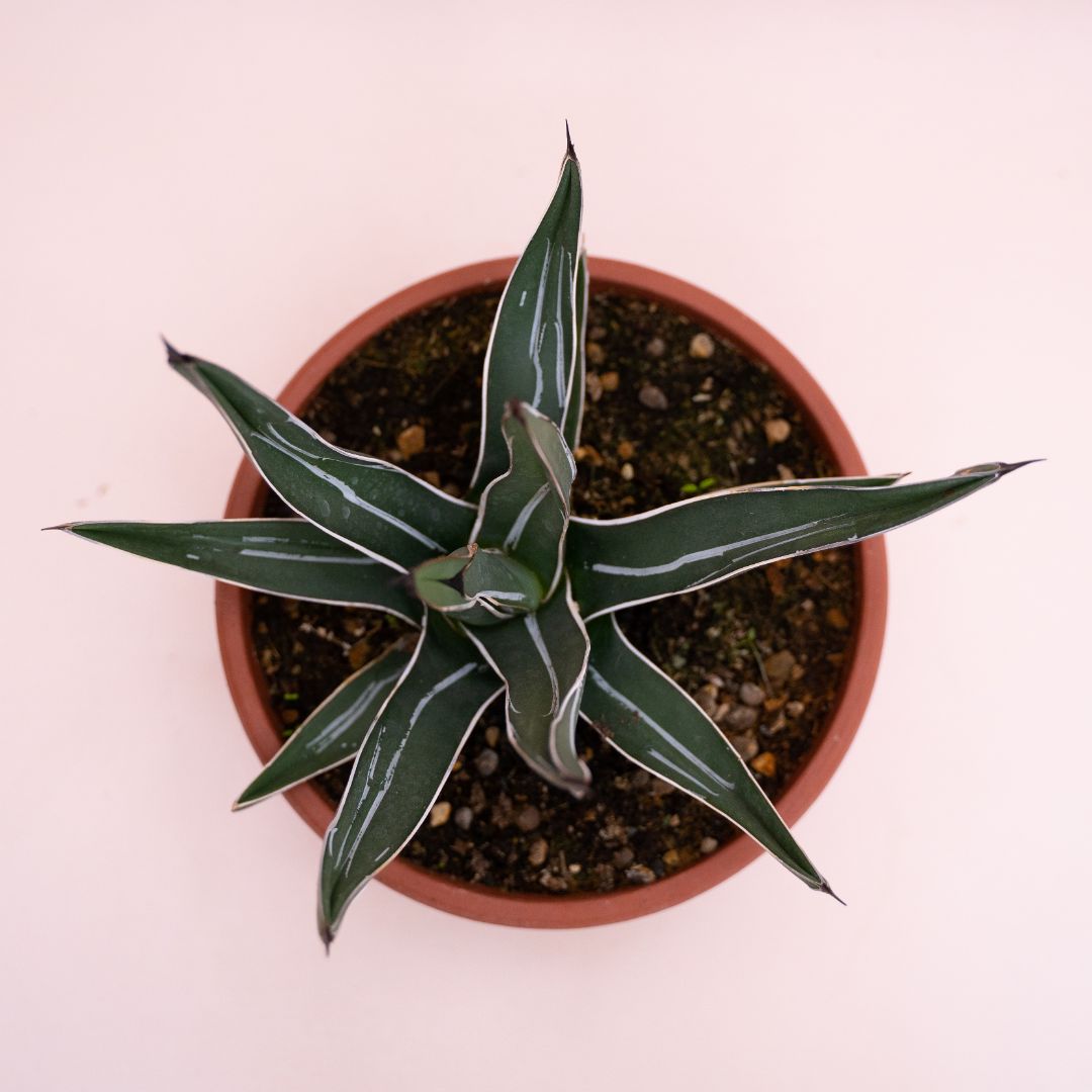 Agave ferdinandi-regis Ø 20 cm cod.1331