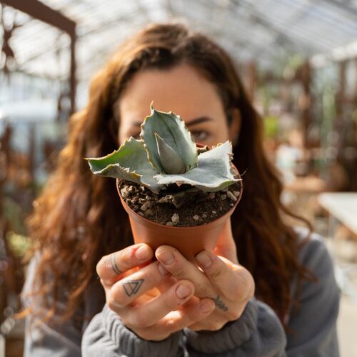 Agave marmorata Papilio Platanoides Ø 10,5 cm