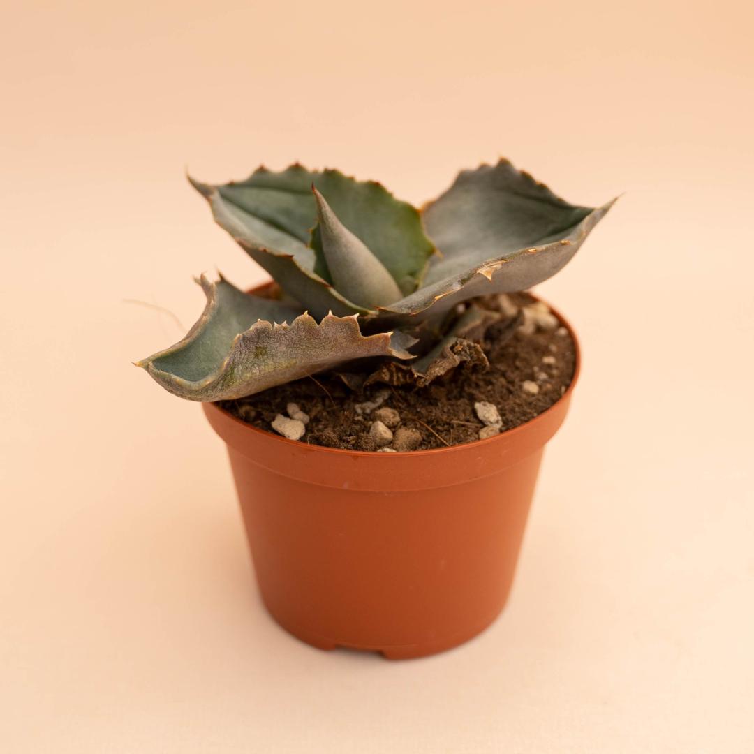Agave marmorata Papilio Platanoides Ø 10,5 cm