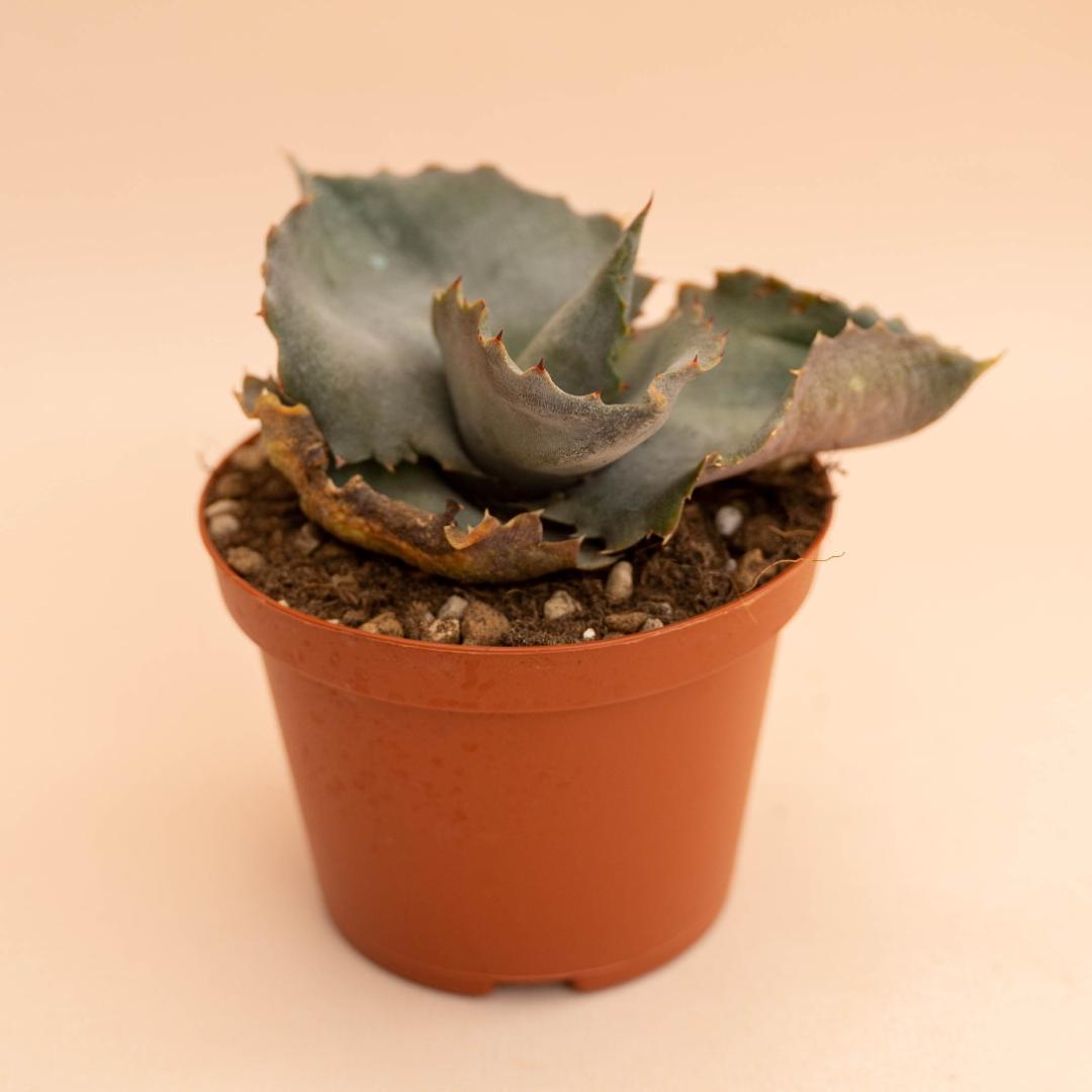 Agave marmorata Papilio Platanoides Ø 10,5 cm