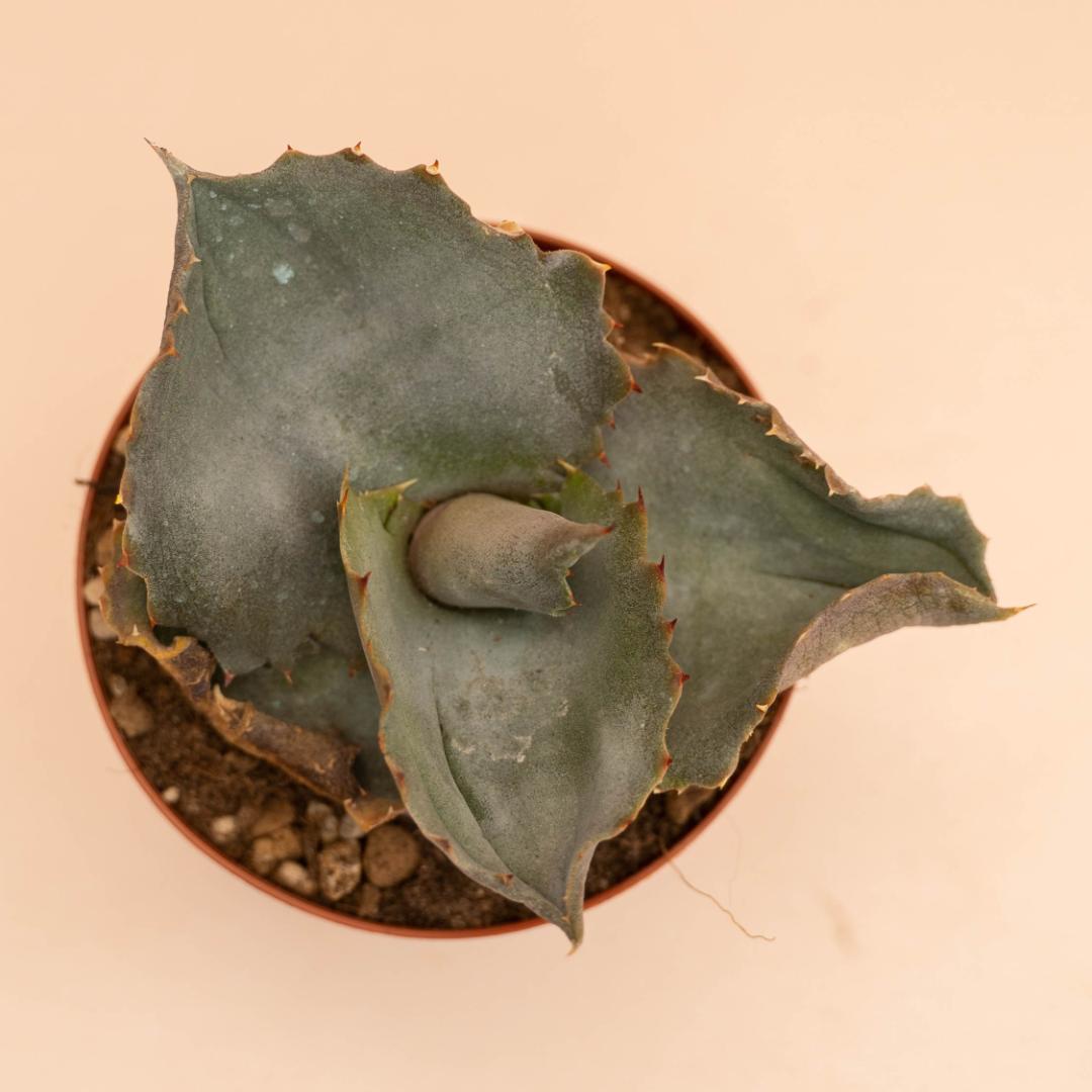 Agave marmorata Papilio Platanoides Ø 10,5 cm