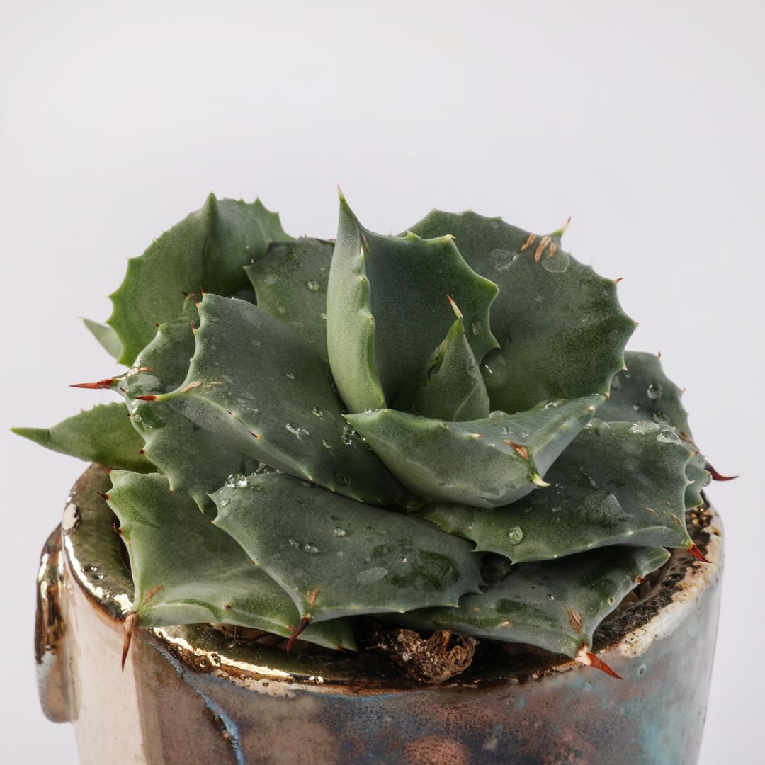Agave potatorum Japan