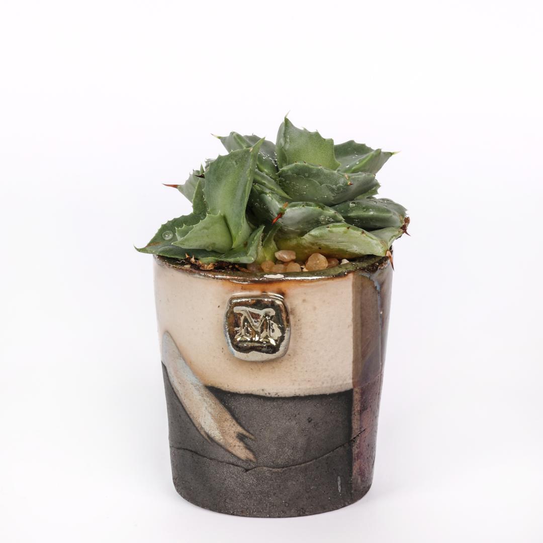 Agave potatorum Japan