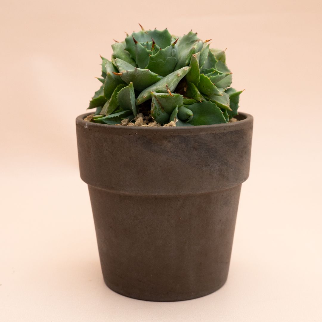 Agave potatorum Japan Ø 13 cm 844F