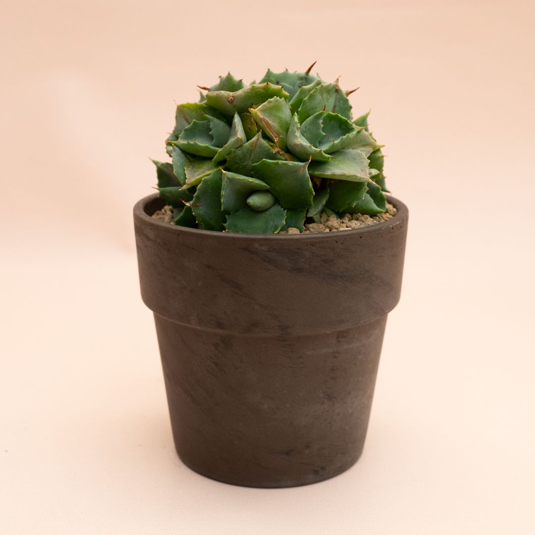Agave potatorum Japan Ø 13 cm 844F