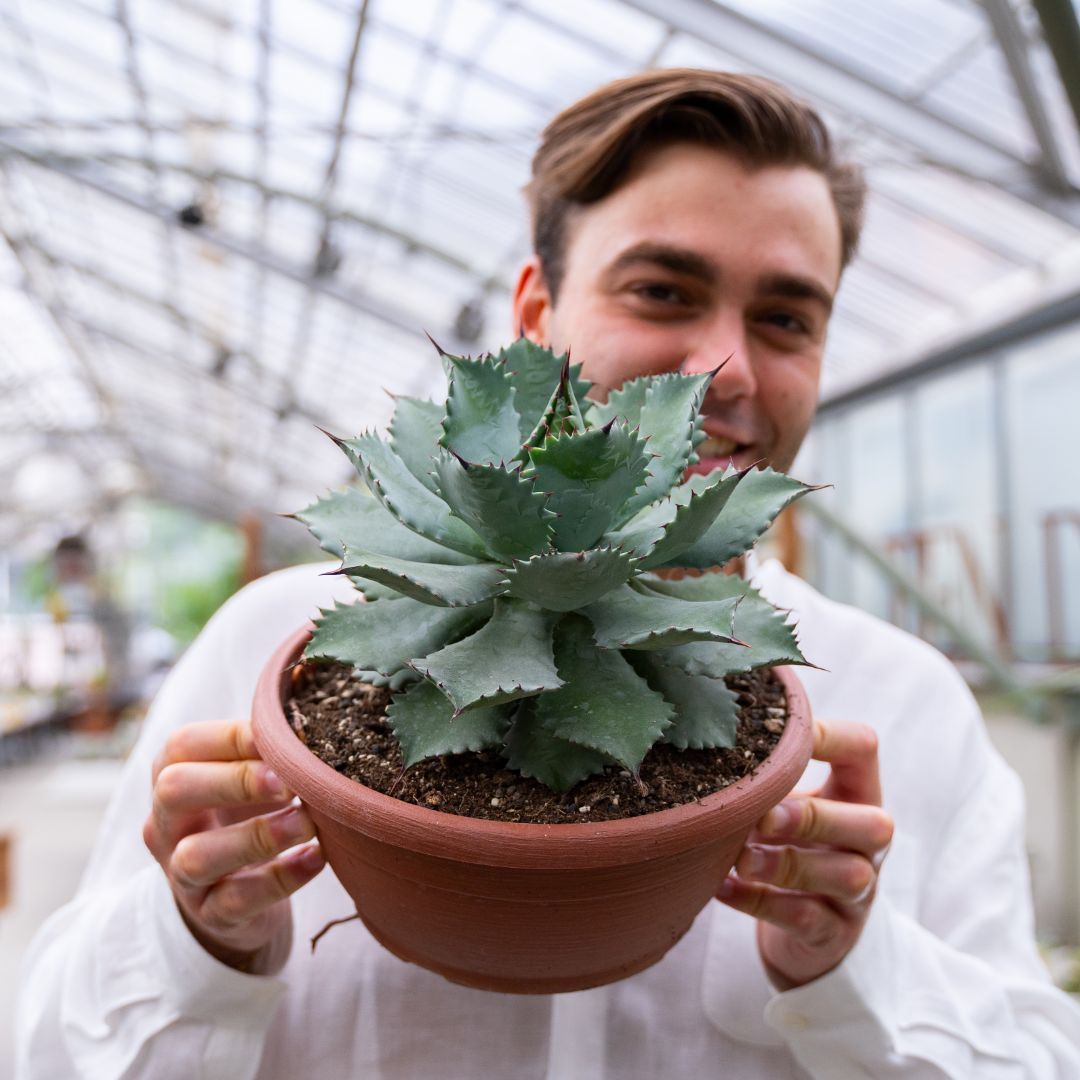 Agave potatorum Ø 25 cm cod.1330