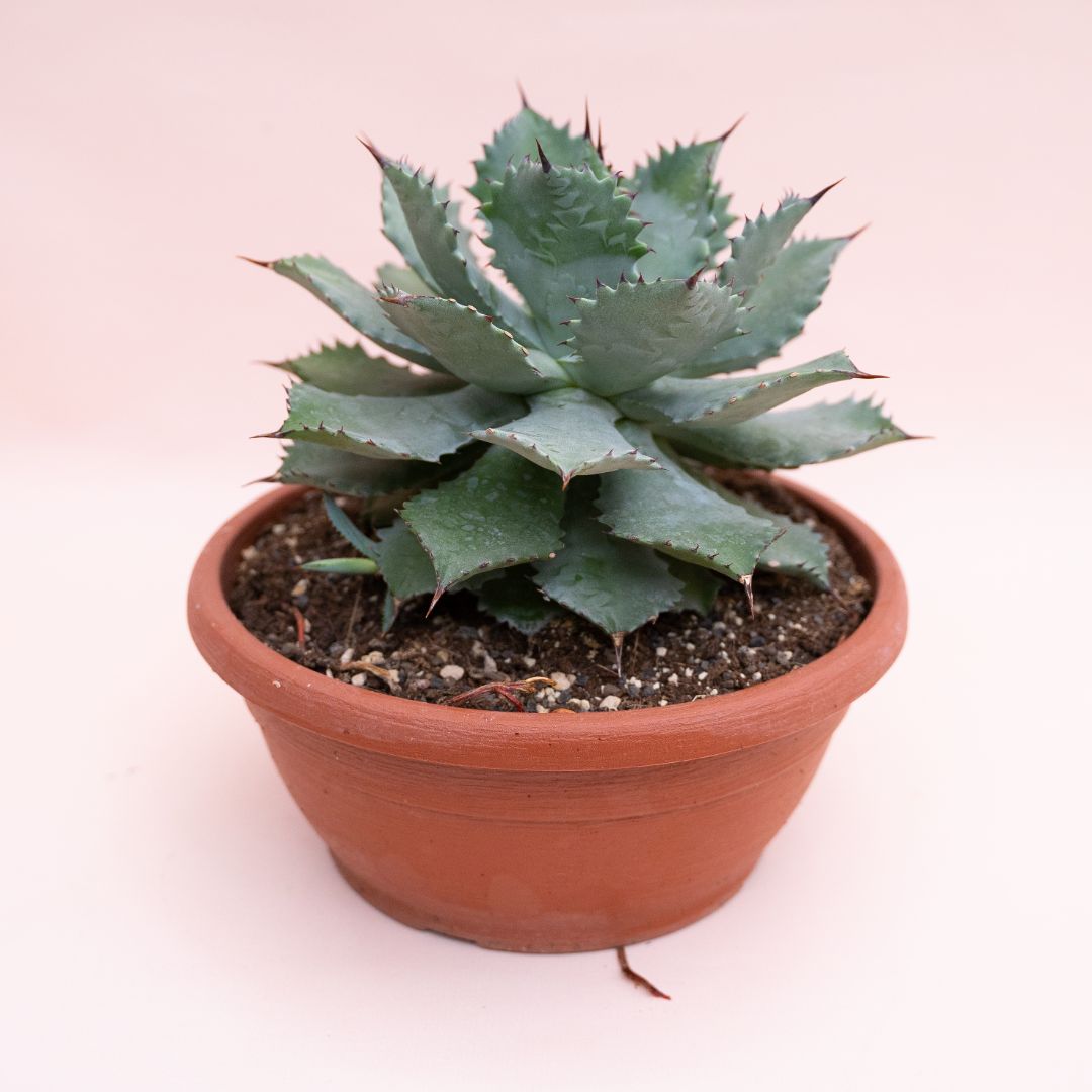 Agave potatorum Ø 25 cm cod.1330