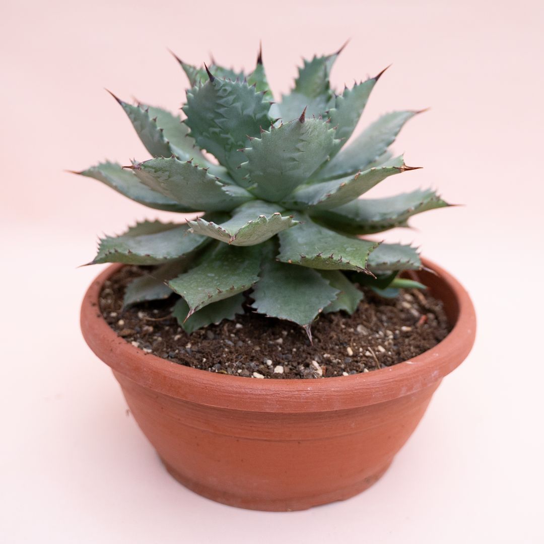 Agave potatorum Ø 25 cm cod.1330