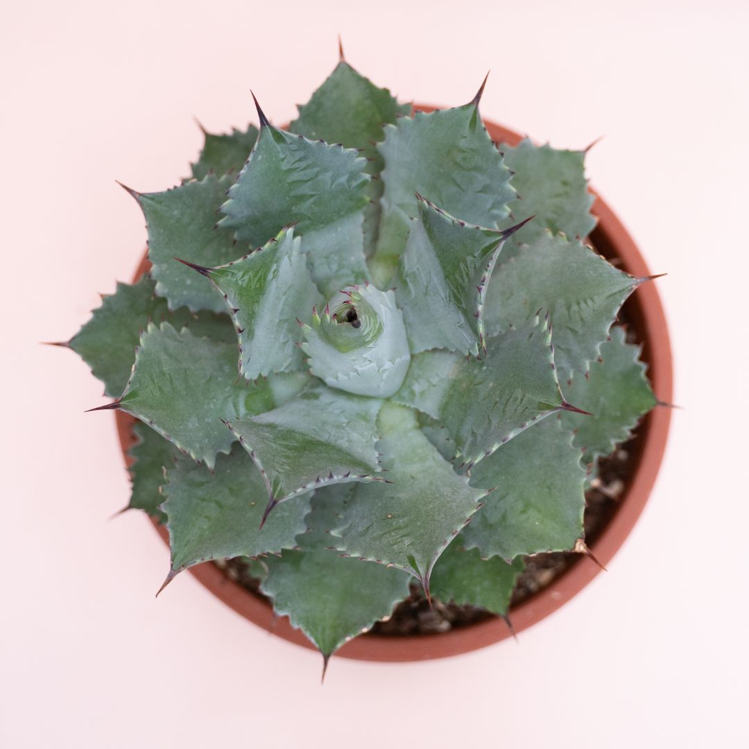 Agave potatorum Ø 25 cm cod.1330