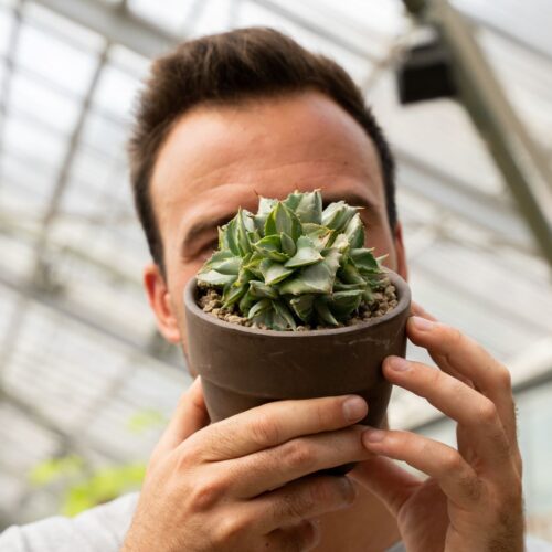 Agave potatorum 'Shoji-raijin' Ø 11 cm 838F
