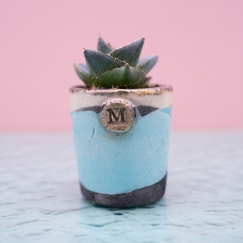 Agave pumila 258 Raku