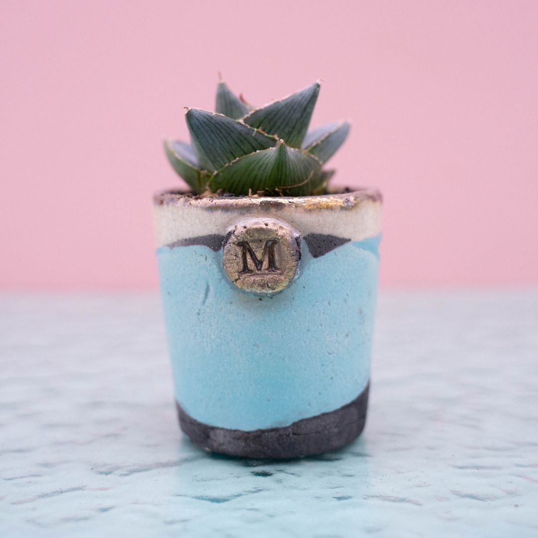 Agave pumila 258 Raku