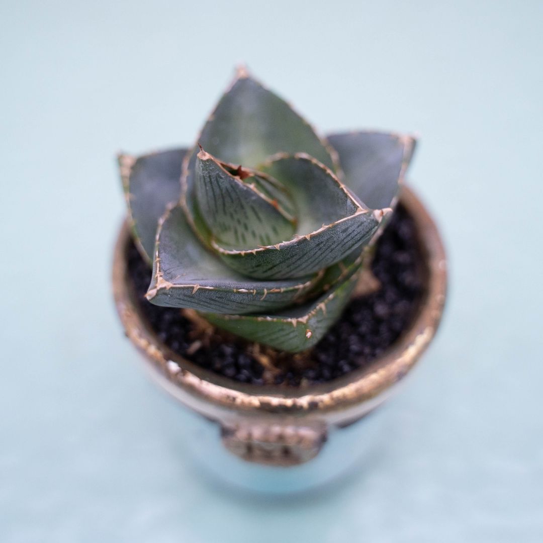 Agave pumila 258 Raku