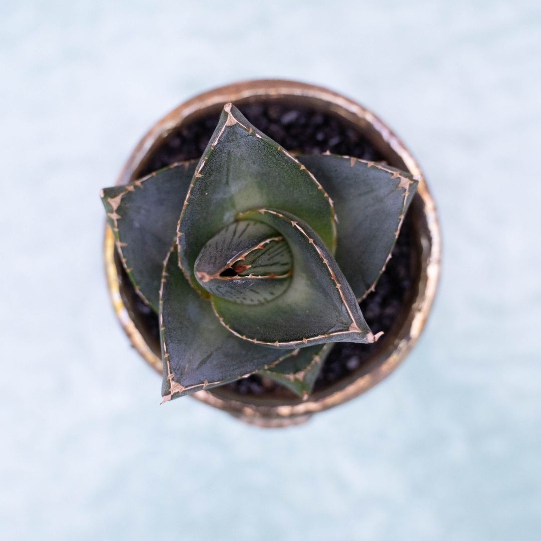 Agave pumila 258 Raku