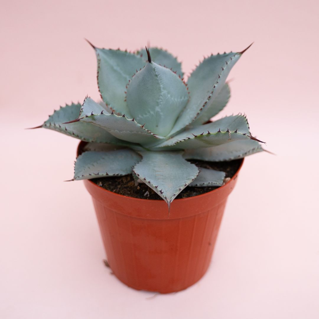 Agave pygmaea cv. Dragon Toes Ø 15 cm 1317