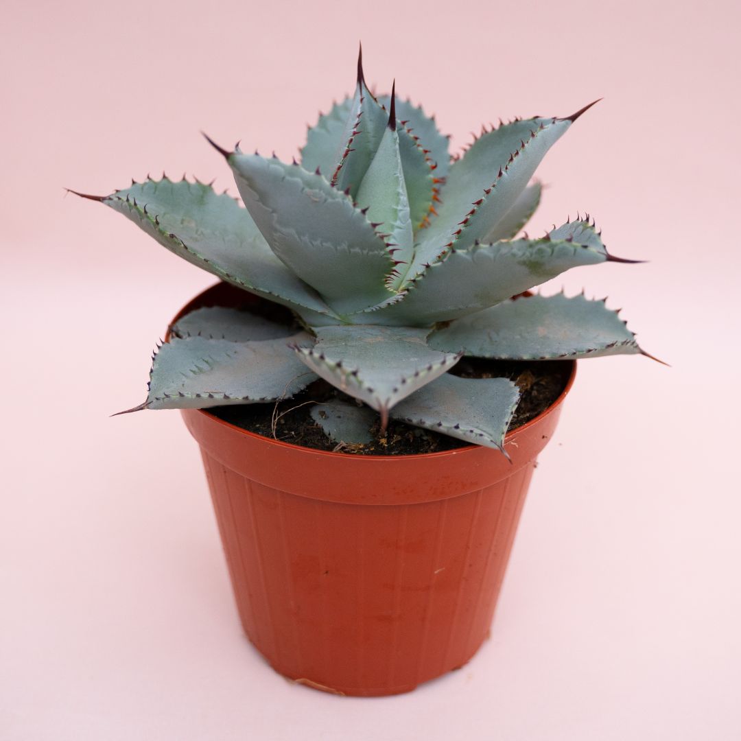 Agave pygmaea cv. Dragon Toes Ø 15 cm 1317