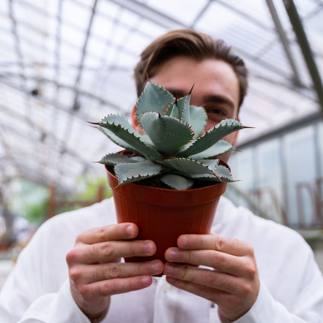 Agave pygmaea cv. Dragon Toes Ø 15 cm 1317