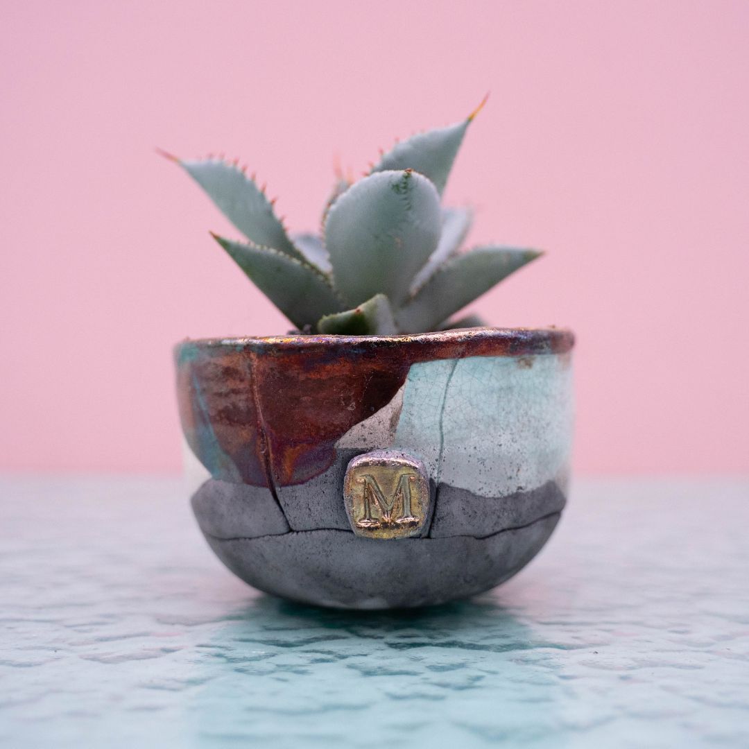 Agave pygmaea 'Dragon Toes' 255 Raku