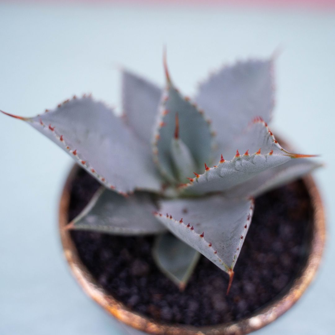 Agave pygmaea 'Dragon Toes' 255 Raku