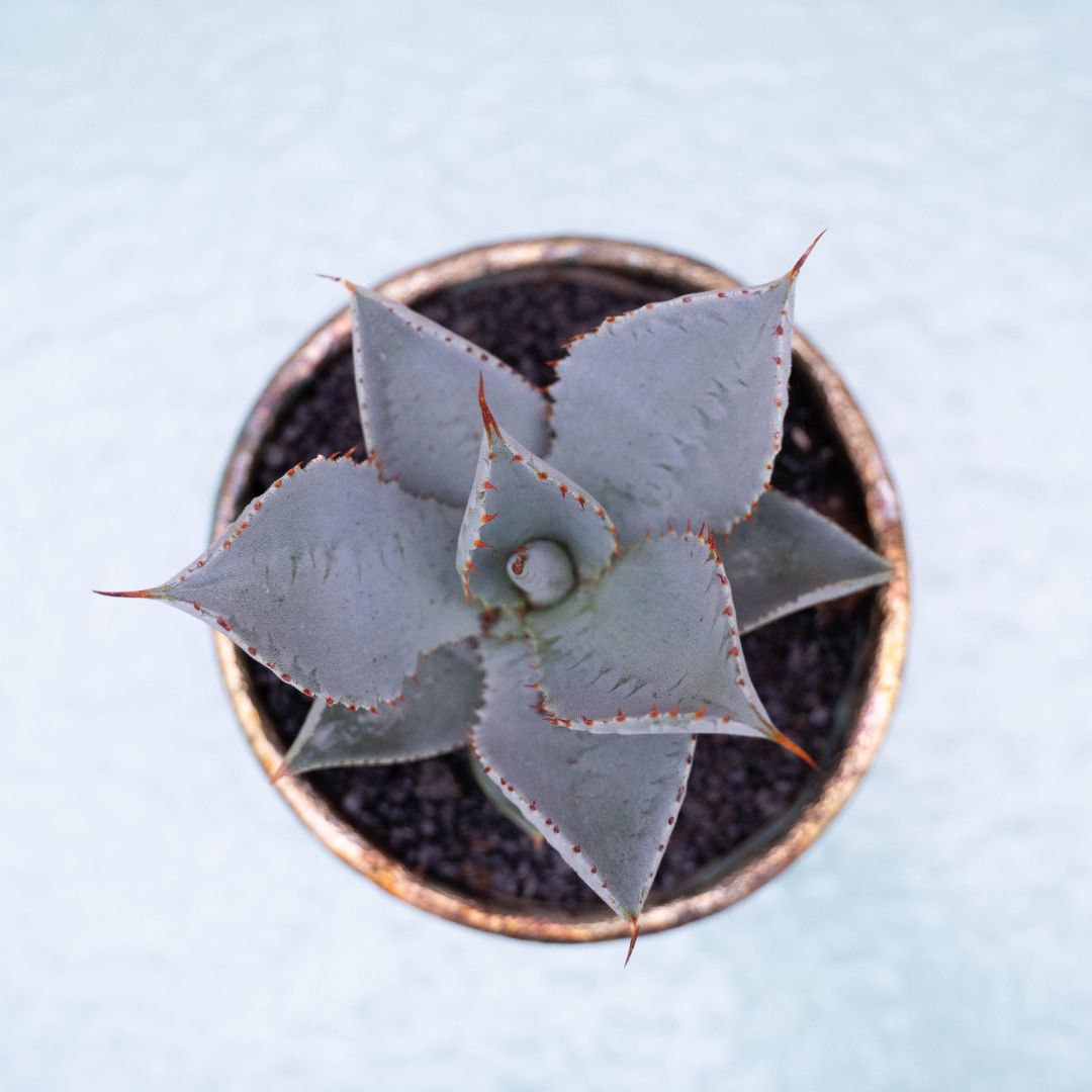 Agave pygmaea 'Dragon Toes' 255 Raku