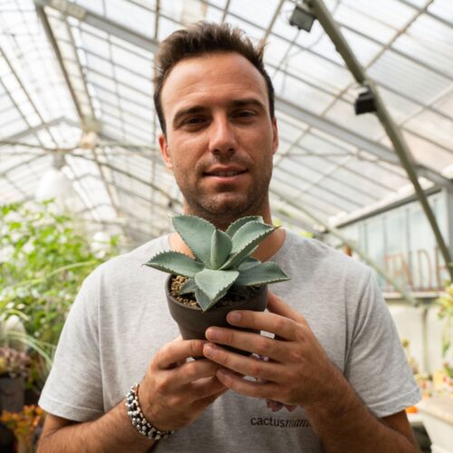 Agave pygmaea 'Dragon Toes' Ø 11 cm 842F