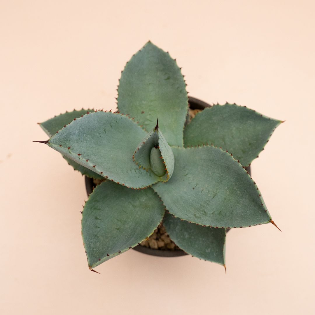 Agave pygmaea 'Dragon Toes' Ø 11 cm 842F