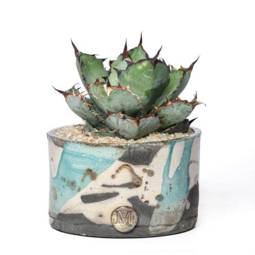 Agave titanota 'Black and Blue'