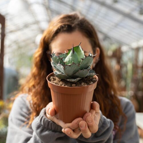 Agave titanota Black and Blue Ø 12 cm