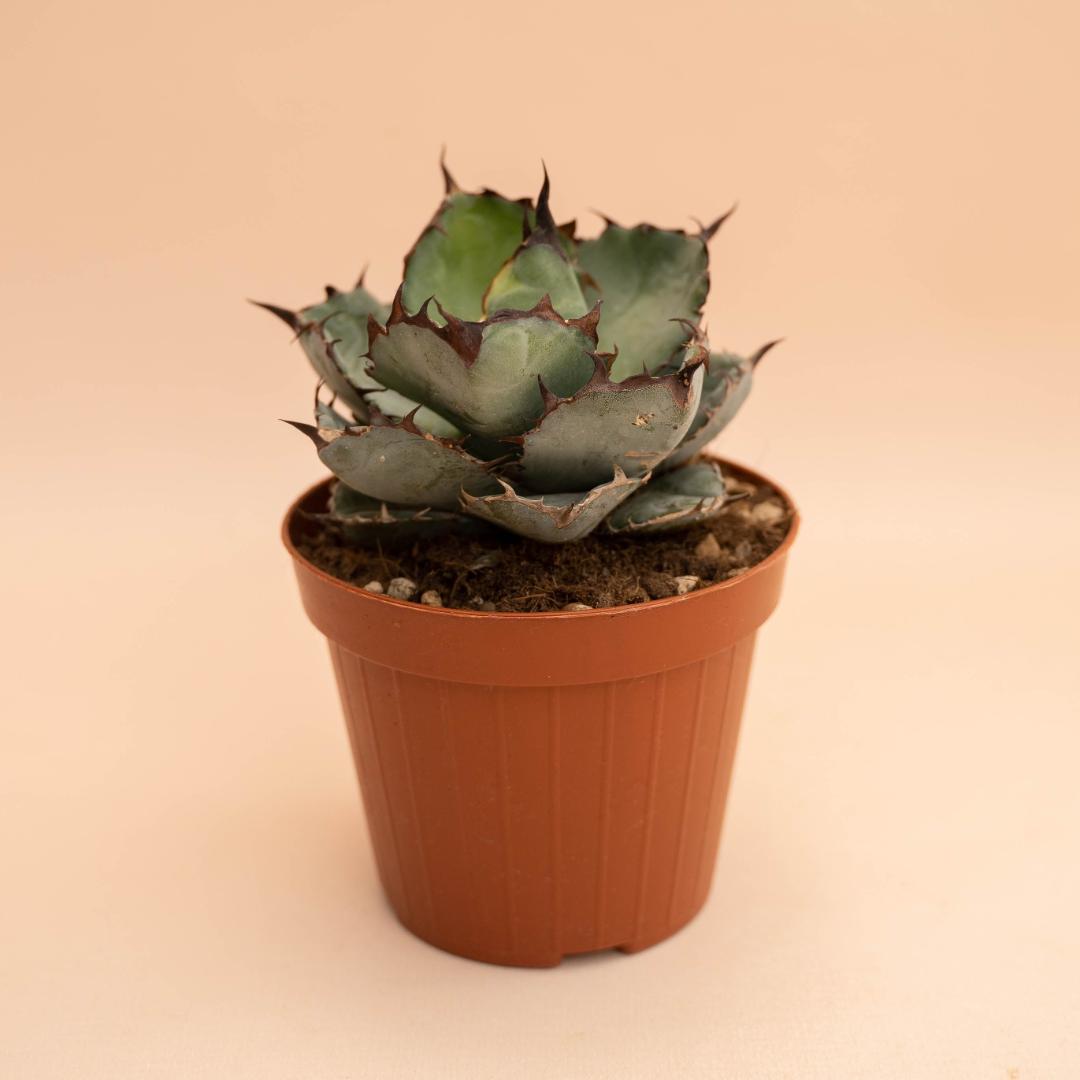 Agave titanota Black and Blue Ø 12 cm