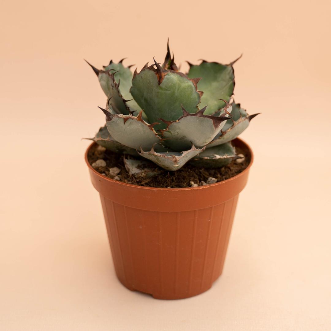 Agave titanota Black and Blue Ø 12 cm