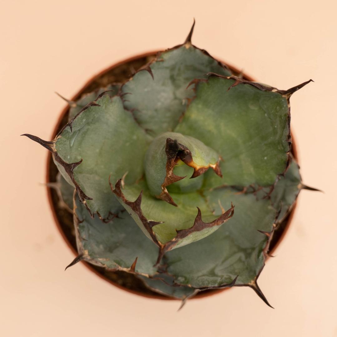 Agave titanota Black and Blue Ø 12 cm
