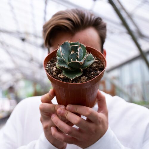 Agave titanota Ø 14 cm 904F