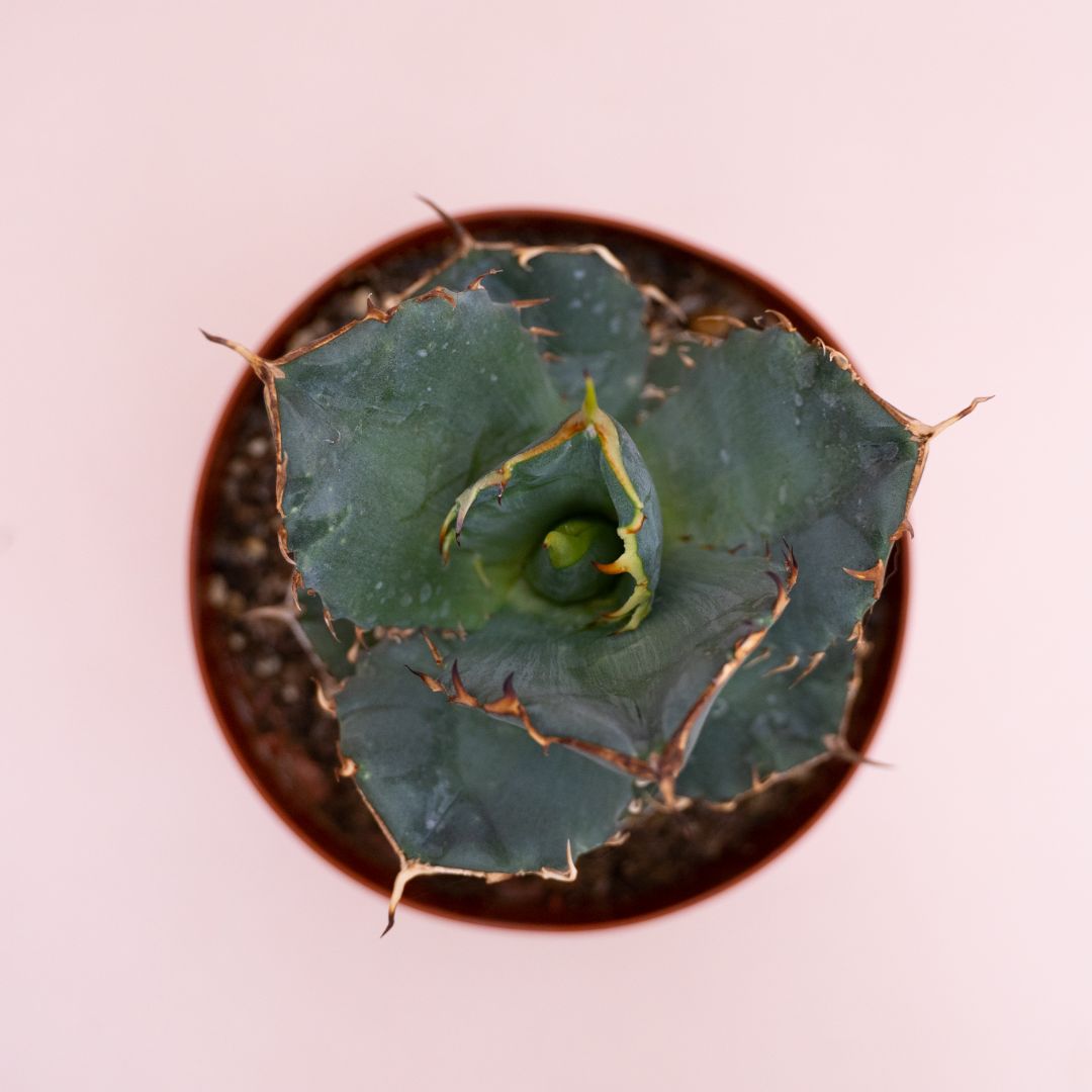 Agave titanota Ø 14 cm 905F