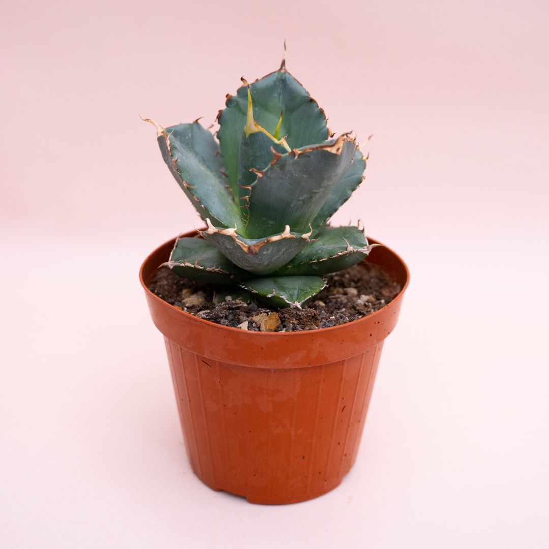 Agave titanota Ø 14 cm 905F