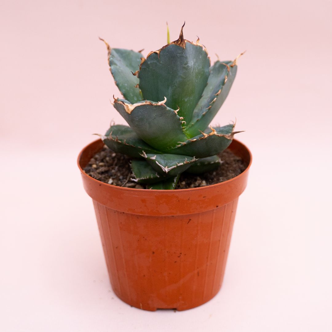 Agave titanota Ø 14 cm 905F