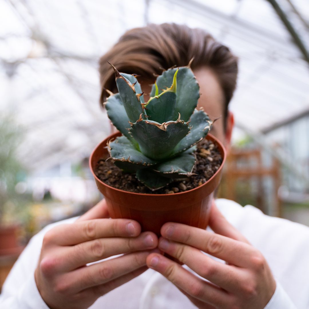 Agave titanota Ø 14 cm 905F