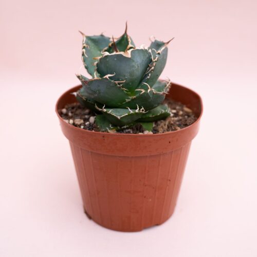 Agave titanota Ø 14 cm 906F